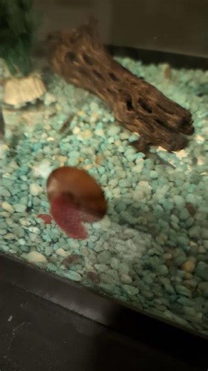 Red Ramshorn Snail looking great!! (2026) #shorts #drockingfish