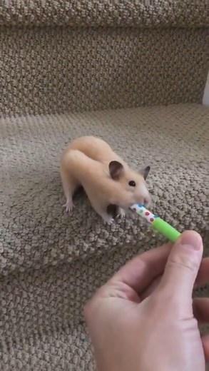 Oh boy! Time to hide our pens. Why would he want to do this? 🐹 #hamster #pets #hamsters | What's Inside?