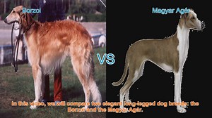 Borzoi vs. Magyar Agár: A Comparison of Elegant Long-Legged Dog Breeds