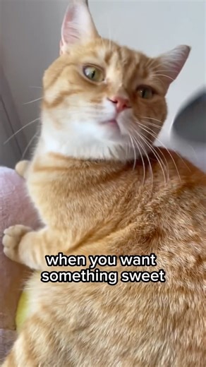 AMERICA'S ORIGINALDUBBLE BUBBLE GUM (3 FRUIT FLAVOURS)AND..part3