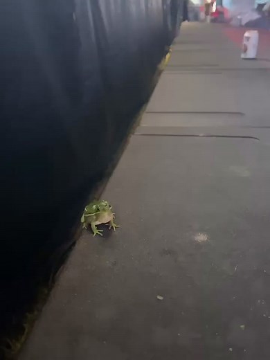 Naming the Frog: Country Music Fans Decide