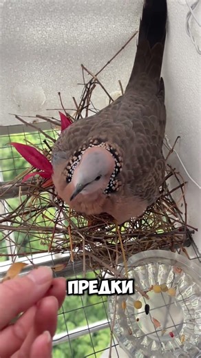 Вот почему голуби плохо строят гнёзда