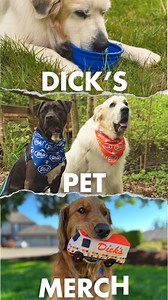1.3K views · 16 reactions | In case you missed our pet pop-up, you can still give your pup the finest style with Dick's Drive-in Pet Merch! Dress them in the best, shop now - https://ddir.store/ | Dick's Drive In Restaurant | Facebook