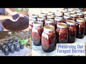 Preserving Our Foraged Berries - Super Easy Service Berry Juice Making, Works for Lots of Berries