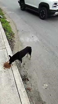 Feeding street dogs in Mexico 🇲🇽 🐕 #lifeinmexico #streetdog