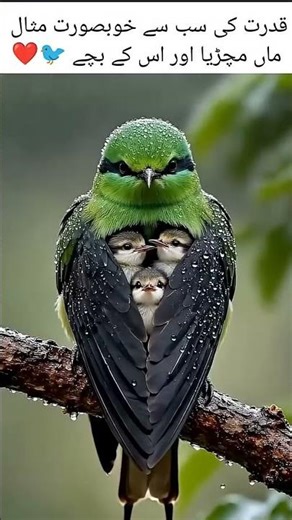 1. Mother Sparrow Feeding Her Babies with Love 🐦❤️#MotherSparrow#BabyBirds#SparrowFeeding#BirdsLife