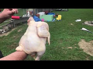 Blowing up a whole chicken with a M-100 Firecracker - Funny