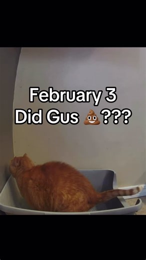 Gus 💩 | Megacolon Kitty on Instagram: "02.03.26 - A much-anticipated update! I wasn’t lying about late night posts. Thanks for your patience! 💩🧡 (Context: Gus is a big senior kitty who has chronic idiopathic megacolon which often leads to constipation. He is currently on a vet-supervised prescription wet food diet and aggressive medication regimen, but still often has trouble passing 💩. This account was created to document his journey and help boost our team’s morale! Let’s keep Gus poopin’!