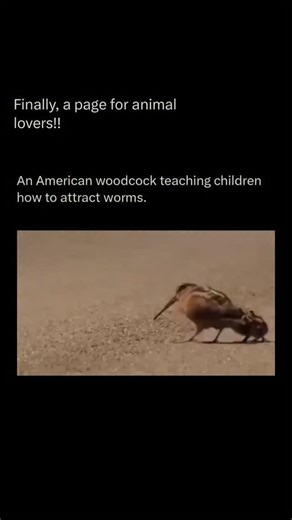 Exploring The Animal Universe on Instagram: "Follow @animal_realmhq to explore the animal world 💣🧠 The American woodcock (Scolopax minor) is often seen bobbing its body rhythmically while walking across soft soil, sometimes with chicks closely following, a behavior that serves a clear biological function rather than simple display. This characteristic bobbing improves the bird’s visual perception through motion parallax, allowing it to better detect subtle movements of earthworms and other inv