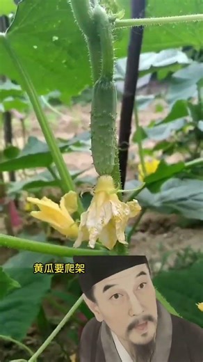 Old Farmer's Secret: Top 10 Veggie Planting Tips for Success