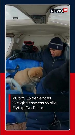 Viral Video | Dog Flying Around Airplane Cabin After Turbulence Struggle | InFlight Pup Chaos | N18S