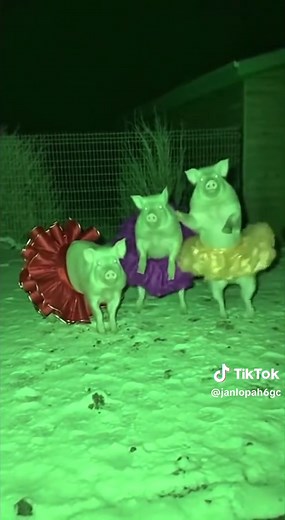 Three Pigs Dancing Ballet in CCTV Footage