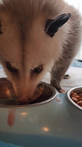 10K views · 3.5K reactions | Genny the opossum | Little Bit Wildlife Rescue | Facebook