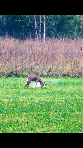 Deer Hunting with a shotgun Give me title of this #deerhunting #animal #hunting #foresthunting #deer