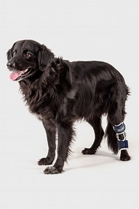 Balto® Flexor Dog Hock Brace – Post-Surgery Stabilization | Balto® USA