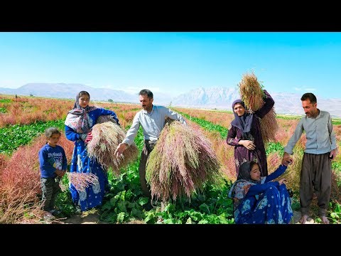 Leila’s Thoughts and the Journey to the Broom Field with Family”