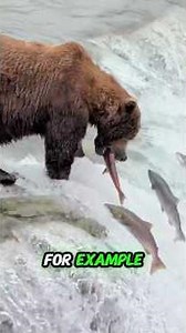 Zoo vs Wild: Where Do Animals Really Belong? #wildlife