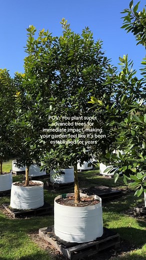 Instantly Transform Your Garden with Super Advanced Trees