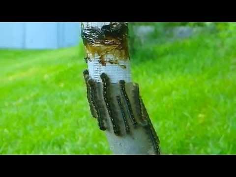 How to protect trees from the Forest Tent Caterpillar