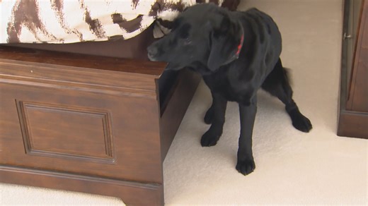 K9 dogs trained to sniff out bed bugs