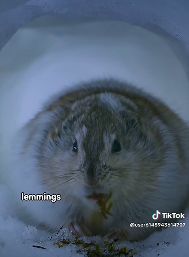 Unique Hunting Technique of Arctic Foxes Explained