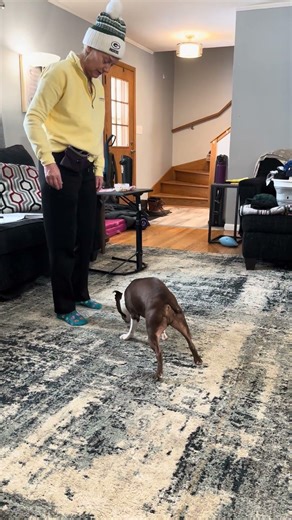 Training Milo to sit, video for training academy