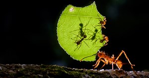 Extension Tubes Open Up a Whole New World of Photography