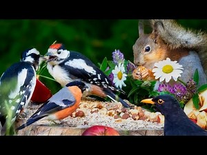 Cat TV for Cats to Watch 😺🐦 Crazy Birds and Adorable Squirrels 🐿 Cat Games 4K HDR