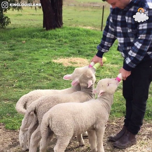 931K views · 12K reactions | This woman adopts lambs! They are the cutest family ever.  | LittleThings | Facebook