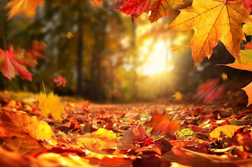 85 Best Fall Quotes To Celebrate the Loveliest Season