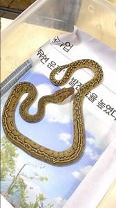 Super Dwarf Marble Retic #reticulatuspython #superdwarf #reticulatedpython