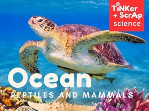 Learn About Ocean Animals