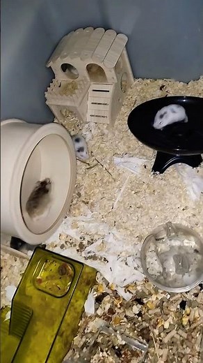 Hamster Highway: Racing to Their Own Beat! 🚀🐹