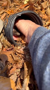 3.1M views · 5.3K reactions | Wood mountain mouse | Jason the Great | Facebook