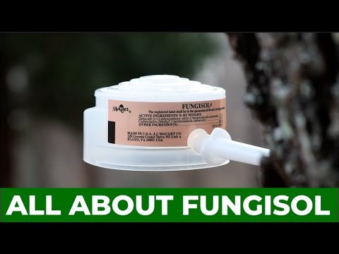 Fungisol Explained | Systemic Fungicide for Tree Injection | JJ Mauget Education
