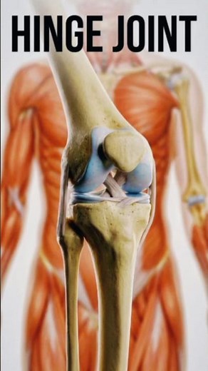 Hinge Joint | Synovial Joint Type | human joint anatomy.