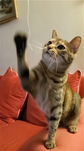 Playtime! Much needed Work lunch break with this adorable kitty cat ❤️ #cat