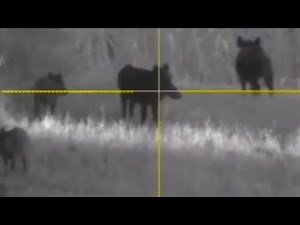 Sauer 101 30-06 Springfield Wild Boar Night Hunting with Pulsar Digex N455