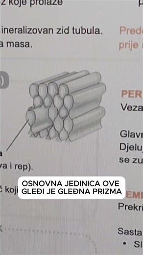 🦷 Histologija zuba u 60 sekundi!
