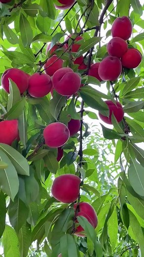 Yummy blood peaches #peach #fypfruit #fruitreel #summerfruitishere #summerfruit #fruit #fruitvideo | Jacky Zh