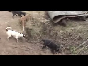 Ratting Fast action ratting with terriers ratting on farms ratting video 2017/18