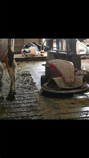 Robotic manure scraper