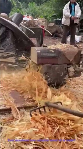 Camphor Wood Oil Production: Shredding Logs for Distillation