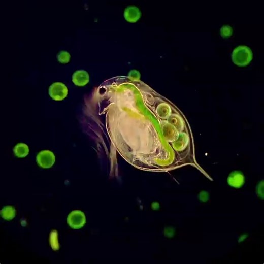 Swimming with Daphnia, spinning with Volvox - exploring the wonders of the unseen world! 🦠 Captured with AmScope T490B Trinocular Compound Microscope #shotoniphone Credit: @postgraduate_procrastination #microscopes #daphnia #volvox #algae #microorganism #sciencelover