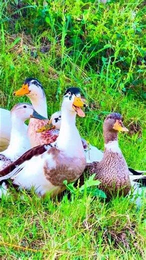 Viral Ducks Group Video 🦆 Duck Sounds & Nature Relaxing Scene | Trending Animal Video