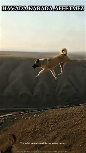 THE WOLF CANNOT ESCAPE FROM THE KANGAL