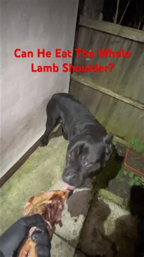 Capone’s Biggest Meal Yet… A Whole Lamb Shoulder