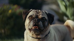 Chewy: Life with pets... • Ads of the World™ | Part of The Clio Network