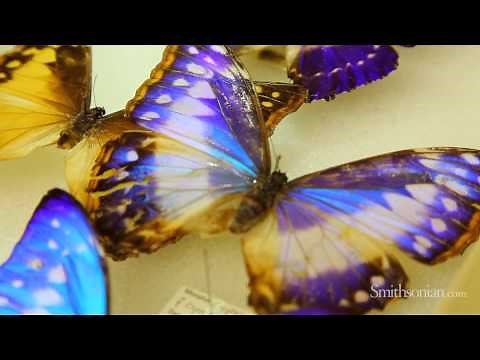 Biomimicry and Butterflies: How Nature is Inspiring Design and Innovation
