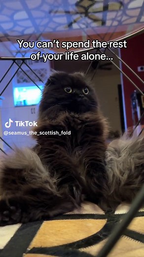 You’re not the boss of me! #scottishfold #scottishfoldcats #kot #scottishfolds #scottishfoldcat #cat #cats #catsoftiktok #tiktokcats #catlover #catlovers #catlife #katze #chat #neko #catlife #pets #petsoftiktok #tiktokpets #tiktokpet #gatos #gatosdetiktok #gatostiktok #gatosfofos #gato #cute #cutecat #cutecats #catvideo #catvideos #catvid #catvids #adoptdontshop #meow